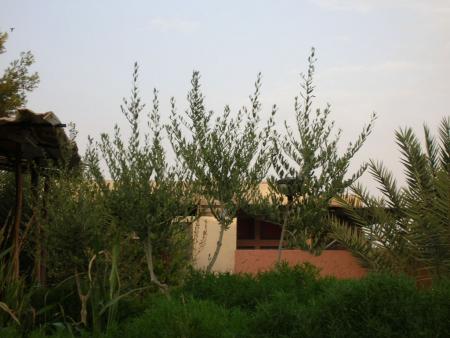 FIGUIG2005